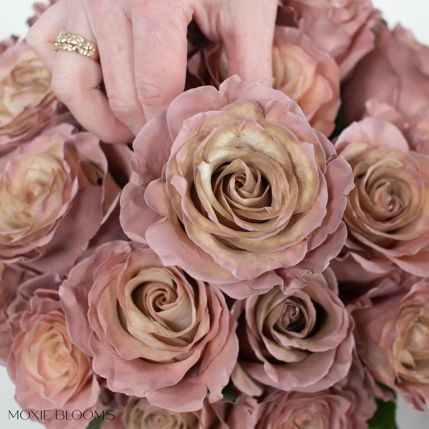 Desert Sand Novelty Roses