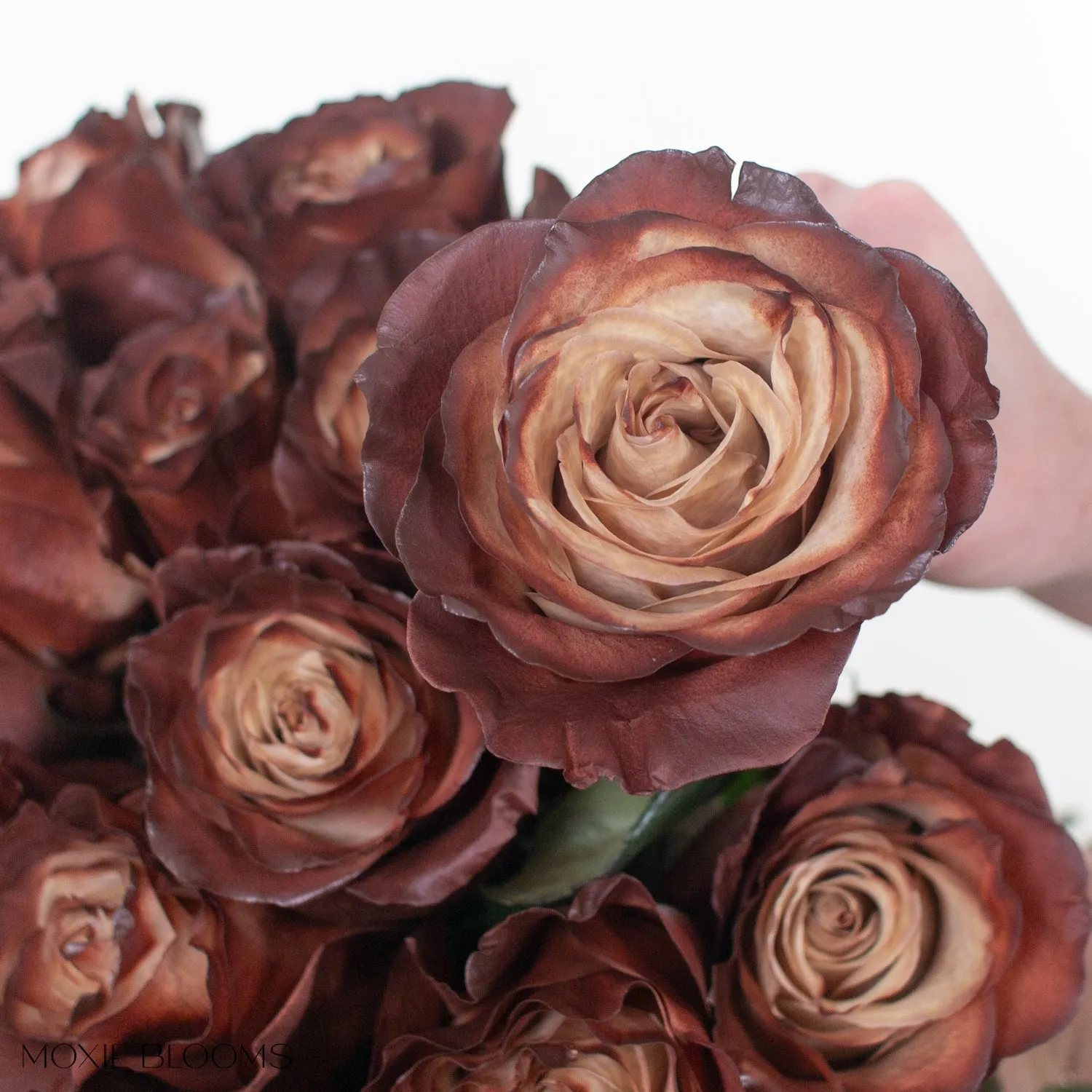 Truffle Novelty Roses